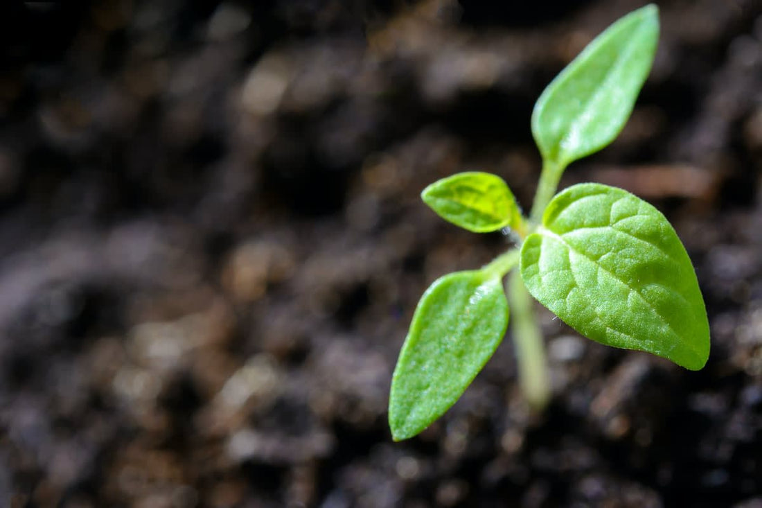 Proyecto Humanity: La creación de un notebook ecológico